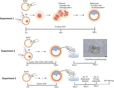 Stem cell factor’s role in enhancing the quality of fertilized and cloned porcine embryos for improved embryonic stem cell derivation